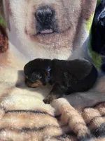 Big Boy Mr Blue , a male Rottweiler for sale in Columbus, GA – 3 of 4