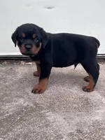Big Boy Mr Gray , a male Rottweiler for sale in Columbus, GA – 3 of 4