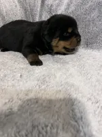 Pretty Girl Miss Sky Blue , a female Rottweiler for sale in Columbus, GA – 3 of 4