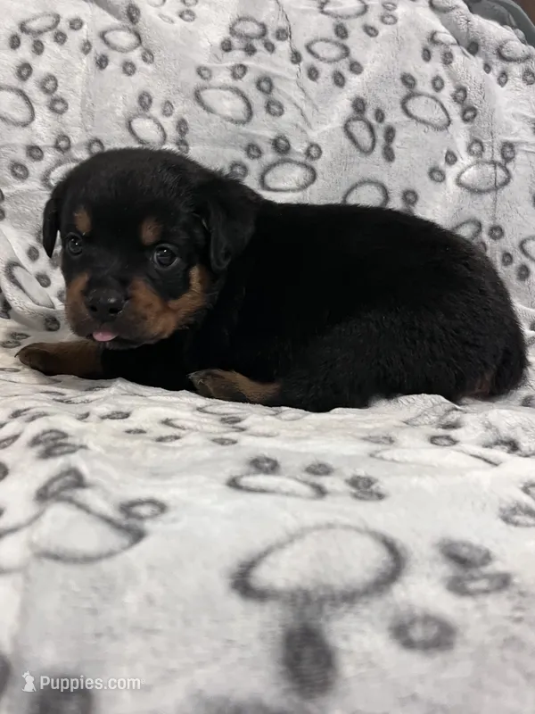 Big Boy Mr Gray  – Rottweiler puppy for sale in Columbus, GA