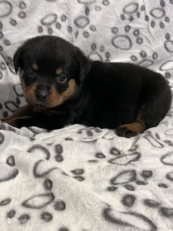Miss Pretty Girl Plum – Rottweiler puppy on hold in Columbus, GA