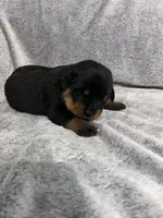 Pretty Girl Miss Purple , a female Rottweiler for sale in Columbus, GA – 2 of 4