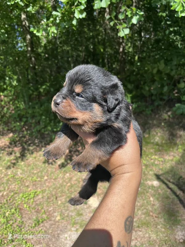 Big Boy Mr Brown  – Rottweiler puppy for sale in Columbus, GA