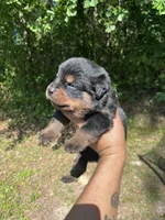 Big Boy Mr Brown , a male Rottweiler for sale in Columbus, GA – 1 of 4