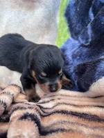 Miss Pretty Girl Plum, a female Rottweiler for sale in Columbus, GA – 3 of 4