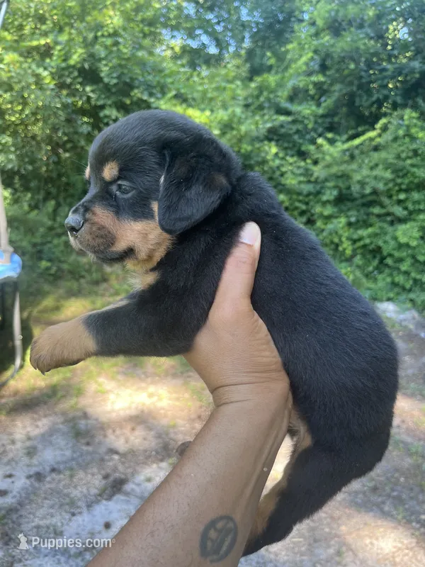 Big Boy Mr Gray  – Rottweiler puppy for sale in Columbus, GA