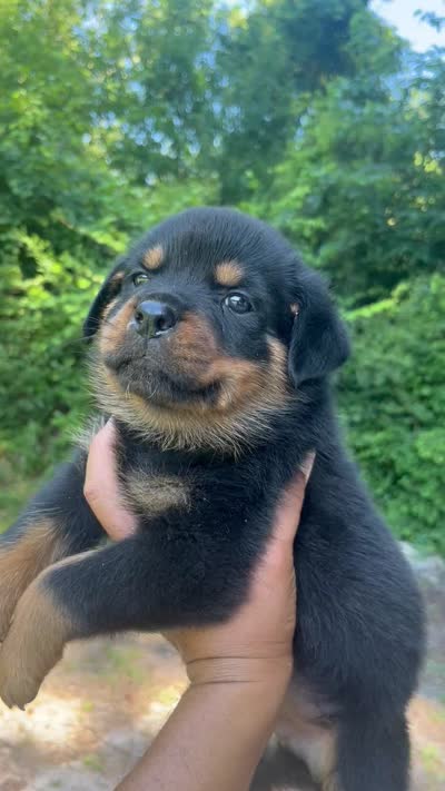 Big Boy Mr Blue , a male Rottweiler for sale in Columbus, GA – 4 of 4
