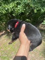 Big Boy Mr Red, a male Rottweiler for sale in Columbus, GA – 4 of 4