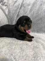 Pretty Girl Miss Sky Blue , a female Rottweiler for sale in Columbus, GA – 1 of 4