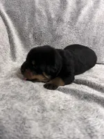 Pretty Girl Miss Purple , a female Rottweiler for sale in Columbus, GA – 3 of 4