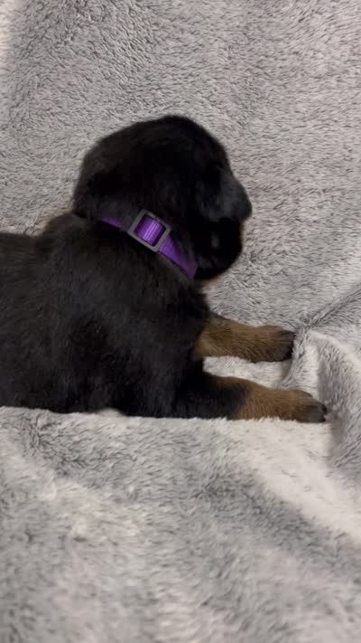 Pretty Girl Miss Purple , a female Rottweiler for sale in Columbus, GA – 4 of 4
