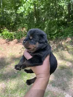Big Boy Mr Yellow , a male Rottweiler for sale in Columbus, GA – 1 of 3