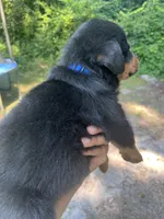 Big Boy Mr Blue , a male Rottweiler for sale in Columbus, GA – 3 of 4