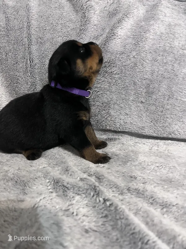 Pretty Girl Miss Purple  – Rottweiler puppy for sale in Columbus, GA