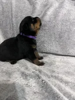 Pretty Girl Miss Purple , a female Rottweiler for sale in Columbus, GA – 1 of 4