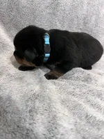 Pretty Girl Miss Sky Blue , a female Rottweiler for sale in Columbus, GA – 2 of 4