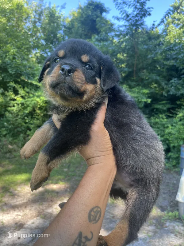 Big Boy Mr Blue  – Rottweiler puppy for sale in Columbus, GA