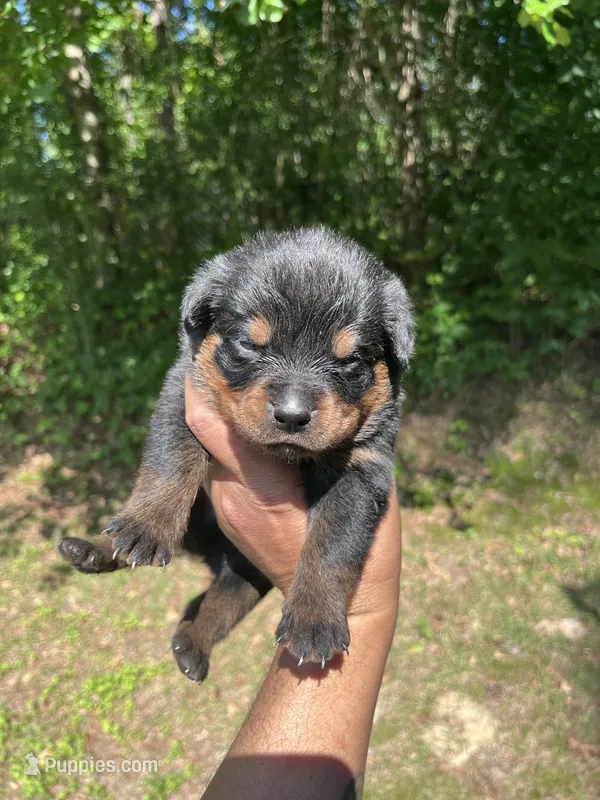 Big Boy Mr Blue  – Rottweiler puppy for sale in Columbus, GA