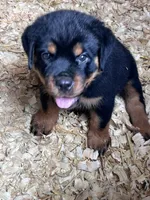 Storm, a male Rottweiler for sale in Columbus, GA – 1 of 3