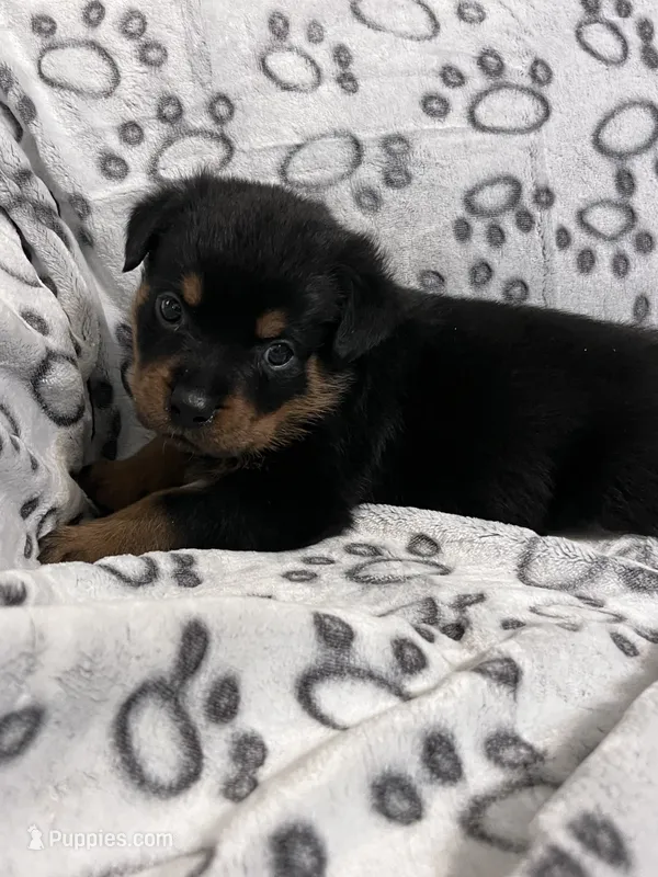 Big Boy Mr Blue  – Rottweiler puppy for sale in Columbus, GA