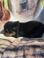 Big Boy Mr Brown , a male Rottweiler for sale in Columbus, GA – 2 of 4