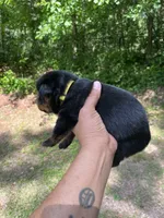 Big Boy Mr Yellow , a male Rottweiler for sale in Columbus, GA – 2 of 3