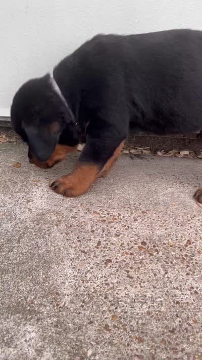 Big Boy Mr Gray , a male Rottweiler for sale in Columbus, GA – 4 of 4