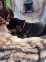 Big Boy Mr Red, a male Rottweiler for sale in Columbus, GA – 2 of 4