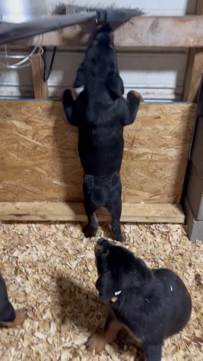 Rain, a  Rottweiler for sale in Columbus, GA – 3 of 3