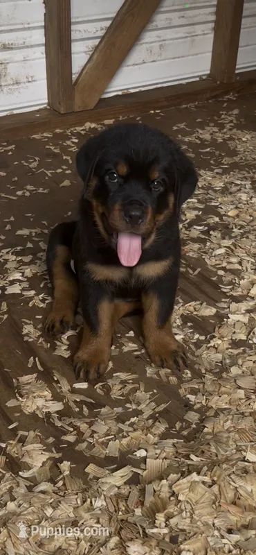 Rain – Rottweiler puppy for sale in Columbus, GA