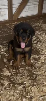 Rain, a  Rottweiler for sale in Columbus, GA – 1 of 3
