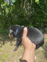 Big Boy Mr Blue , a male Rottweiler for sale in Columbus, GA – 4 of 4