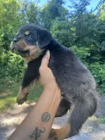 Big Boy Mr Blue , a male Rottweiler for sale in Columbus, GA – 2 of 4