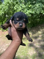 Miss Pretty Girl Plum, a female Rottweiler for sale in Columbus, GA – 2 of 4