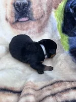 Big Boy Mr Gray , a male Rottweiler for sale in Columbus, GA – 3 of 4