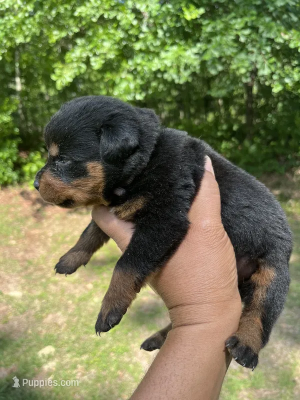 Miss Pretty Girl Plum – Rottweiler puppy for sale in Columbus, GA