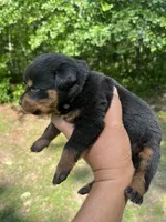 Miss Pretty Girl Plum, a female Rottweiler for sale in Columbus, GA – 1 of 4
