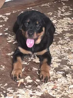 Rain, a  Rottweiler for sale in Columbus, GA – 2 of 3
