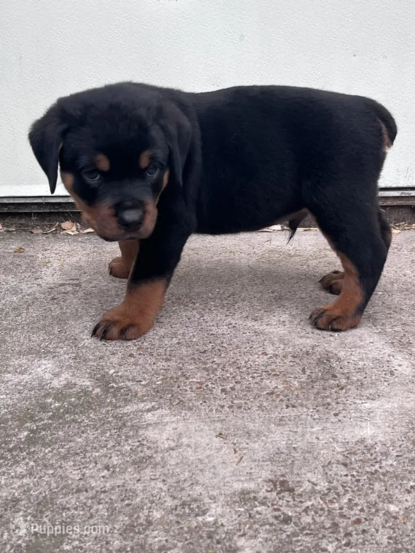 Big Boy Mr Gray  – Rottweiler puppy for sale in Columbus, GA