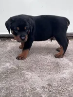 Big Boy Mr Gray , a male Rottweiler for sale in Columbus, GA – 1 of 4