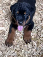 Storm, a male Rottweiler for sale in Columbus, GA – 2 of 3