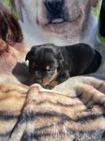 Big Boy Mr Red, a male Rottweiler for sale in Columbus, GA – 3 of 4