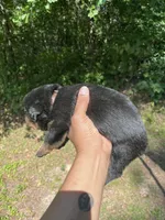 Big Boy Mr Brown , a male Rottweiler for sale in Columbus, GA – 4 of 4
