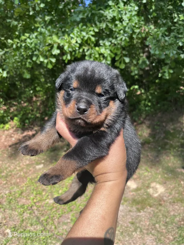 Big Boy Mr Red – Rottweiler puppy for sale in Columbus, GA
