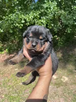 Big Boy Mr Red, a male Rottweiler for sale in Columbus, GA – 1 of 4
