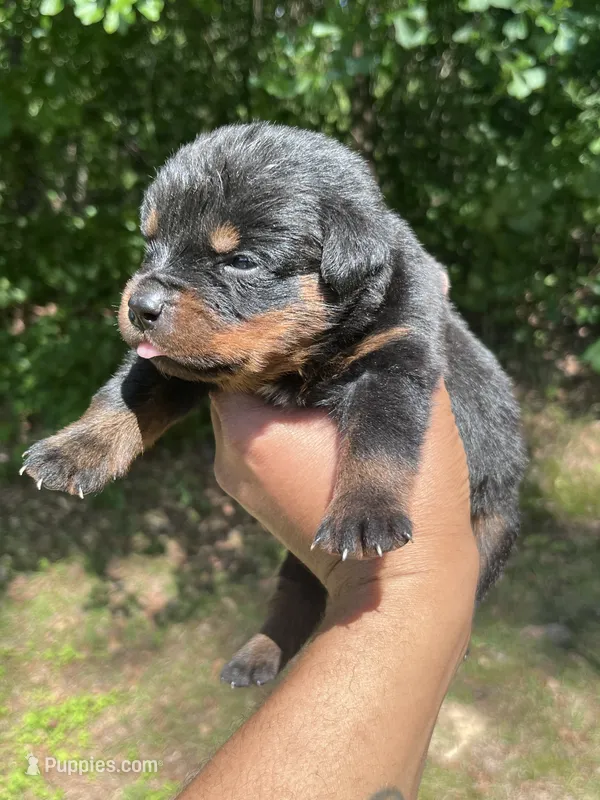 Big Boy Mr Orange  – Rottweiler puppy for sale in Columbus, GA