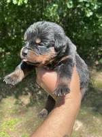 Big Boy Mr Orange , a male Rottweiler for sale in Columbus, GA – 1 of 4