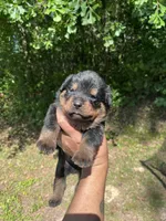 Big Boy Mr Brown , a male Rottweiler for sale in Columbus, GA – 3 of 4