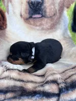 Big Boy Mr Gray , a male Rottweiler for sale in Columbus, GA – 2 of 4