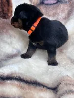 Big Boy Mr Orange , a male Rottweiler for sale in Columbus, GA – 2 of 4